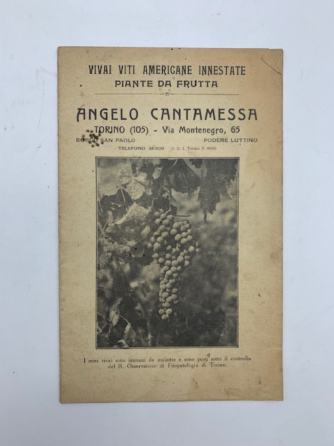 Angelo Cantamessa, Torino. Vivai viti americane innestate, piante da frutta